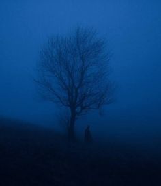 a person standing in the fog next to a tree