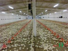 a large room filled with lots of white chickens in it's own inclosure