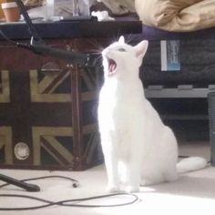 a white cat yawns while sitting on the floor