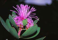 a purple flower with green leaves in the foreground and a dark background behind it