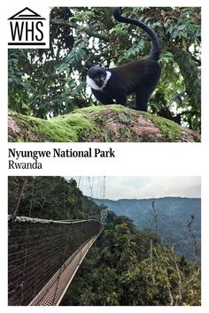 an image of a monkey on top of a tree in the jungle and another photo of a hanging bridge above it