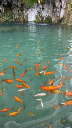 many goldfish swimming in the water near some rocks and trees on the side of a cliff