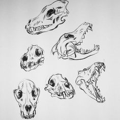 four different types of skulls are shown in black and white