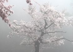 a tree with white flowers in the fog