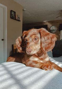 a brown dog laying on top of a bed