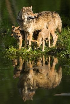 an adult wolf standing next to two young ones in the grass near water's edge