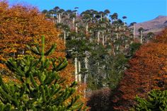 many trees with orange leaves on the top of them and mountains in the back ground