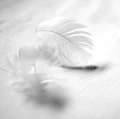 black and white photograph of a feather on a table