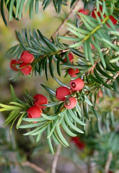 some red berries are growing on a tree