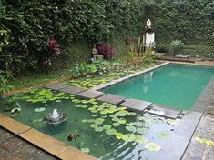 a small pool surrounded by water lilies and greenery