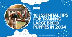 a dog is being petted by its owner with the words 10 essential tips for training large breed puppies in 2014