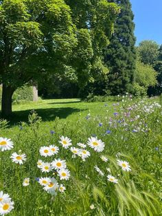 wildflowers and trees in the background on a sunny day