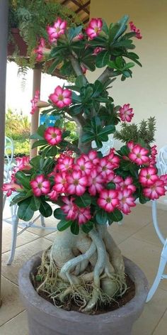 a bonsai tree with pink flowers in a pot