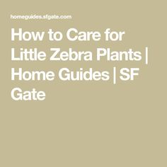 the title for how to care for little zebra plants home guides / ssf gate