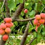 the fruit is growing on the tree and ready to be picked from it's branches