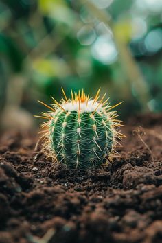 a small green cactus sitting in the dirt