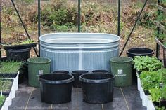 several potted plants are sitting in front of a large tub filled with water and dirt