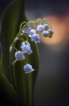 lily of the valley with drops of water on it