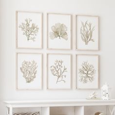 four framed flowers are hanging on the wall above a white shelf with wicker baskets