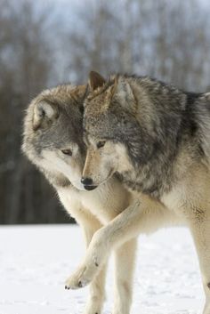 two gray wolfs are walking in the snow with their heads touching each other's backs