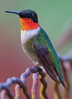 a colorful hummingbird perched on top of a tree branch