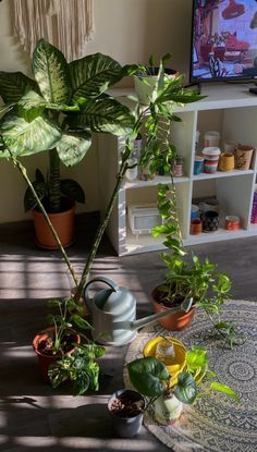 there are many potted plants on the floor in front of a tv screen and bookshelf