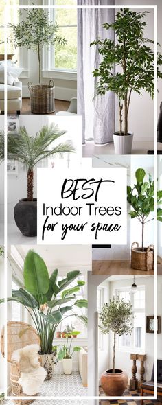 the best indoor trees for your space in this postcard collage with text overlay that reads best indoor trees for your space