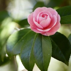 a pink flower with green leaves in the foreground and sunlight shining on it's petals