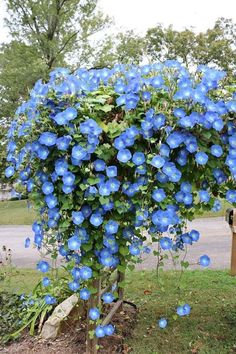 blue flowers growing on the side of a tree in a yard with a mailbox