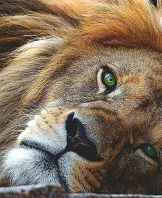 a close up of a lion laying down with its head on the ground and eyes open