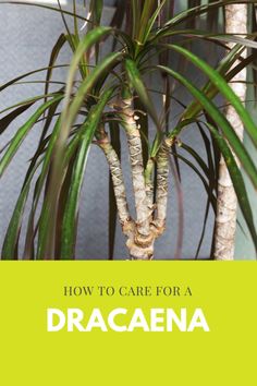 a green plant with the words how to care for a dracaena on it