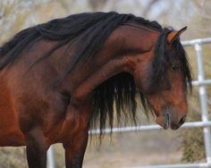 a brown horse standing next to a metal fence