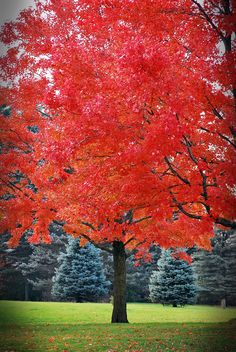 a large red tree in the middle of a park with lots of leaves on it