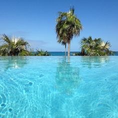 palm trees in the middle of a pool with clear blue water and bright blue sky