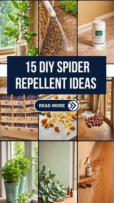 different pictures with the words 15 diy spider repellent ideas on them, including plants