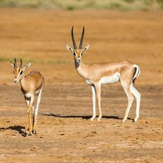 two antelope standing in the middle of an open field, one looking at the camera