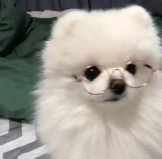 a small white dog wearing glasses on top of a bed