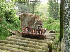 a large cat standing on top of a wooden table filled with small people and zombies