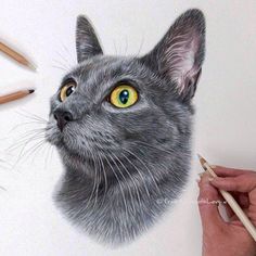 a drawing of a gray cat with yellow eyes and two pencils next to it