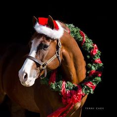 a brown horse wearing a santa hat and wreath around it's neck in front of a black background