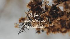 a close up of flowers with the words oh fall your colors are so beautiful