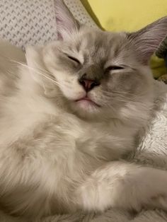 a white cat laying on top of a bed next to a blue pillow and blanket