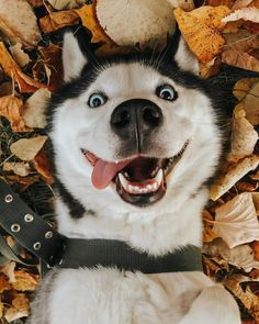 a husky dog laying on top of leaves