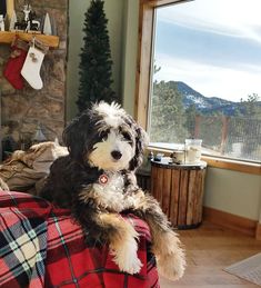 a black and white dog sitting on top of a bed next to a christmas tree