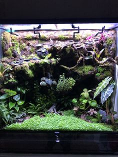 an aquarium filled with lots of green plants and moss growing on the side of it