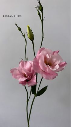 three pink flowers are in a vase on a gray background with the words lisdanthus above them