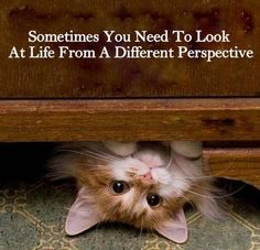 a cat peeking out from under a table with a quote on it that says, coucou je te souhate une bonne journe