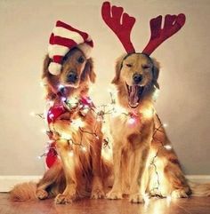 two dogs wearing reindeer antlers sitting on the floor in front of a white wall