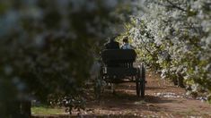 a horse drawn carriage traveling down a dirt road through an apple tree filled orchard with people in it