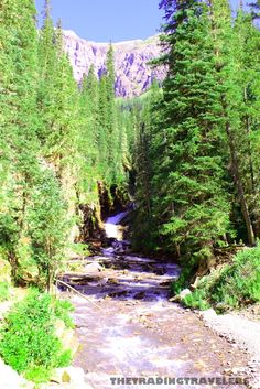 a river running through a forest filled with lots of green trees and tall pine trees